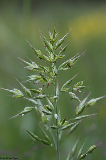 Photographie Plante