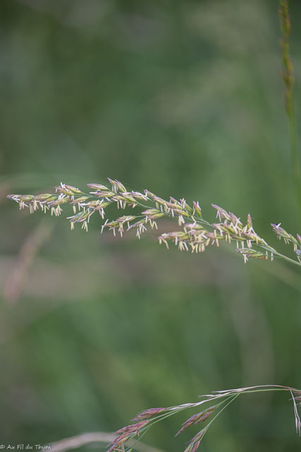 Photographie Plante
