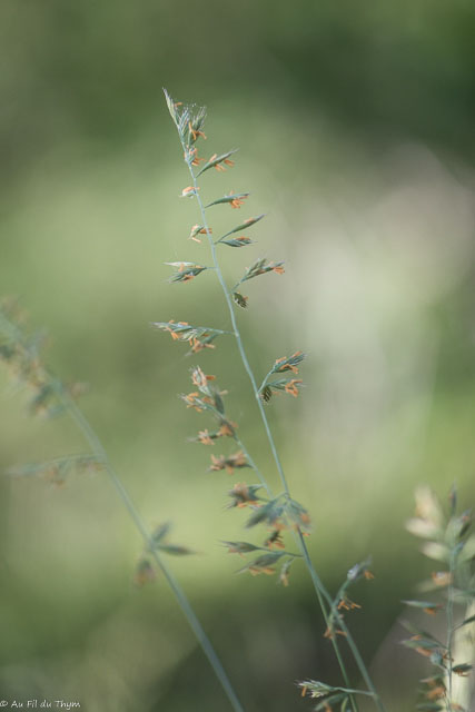 Photographie Plante