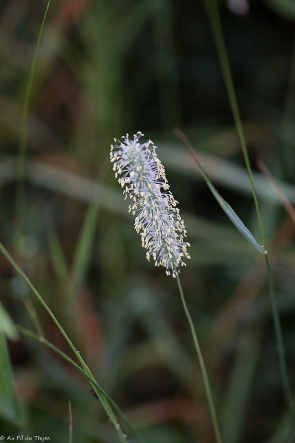Photographie Plante