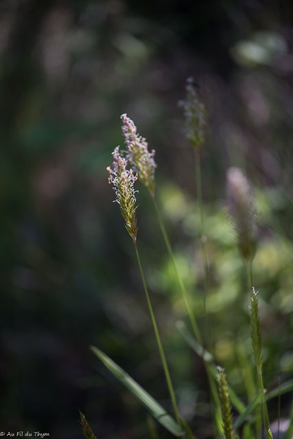 Photographie Plante