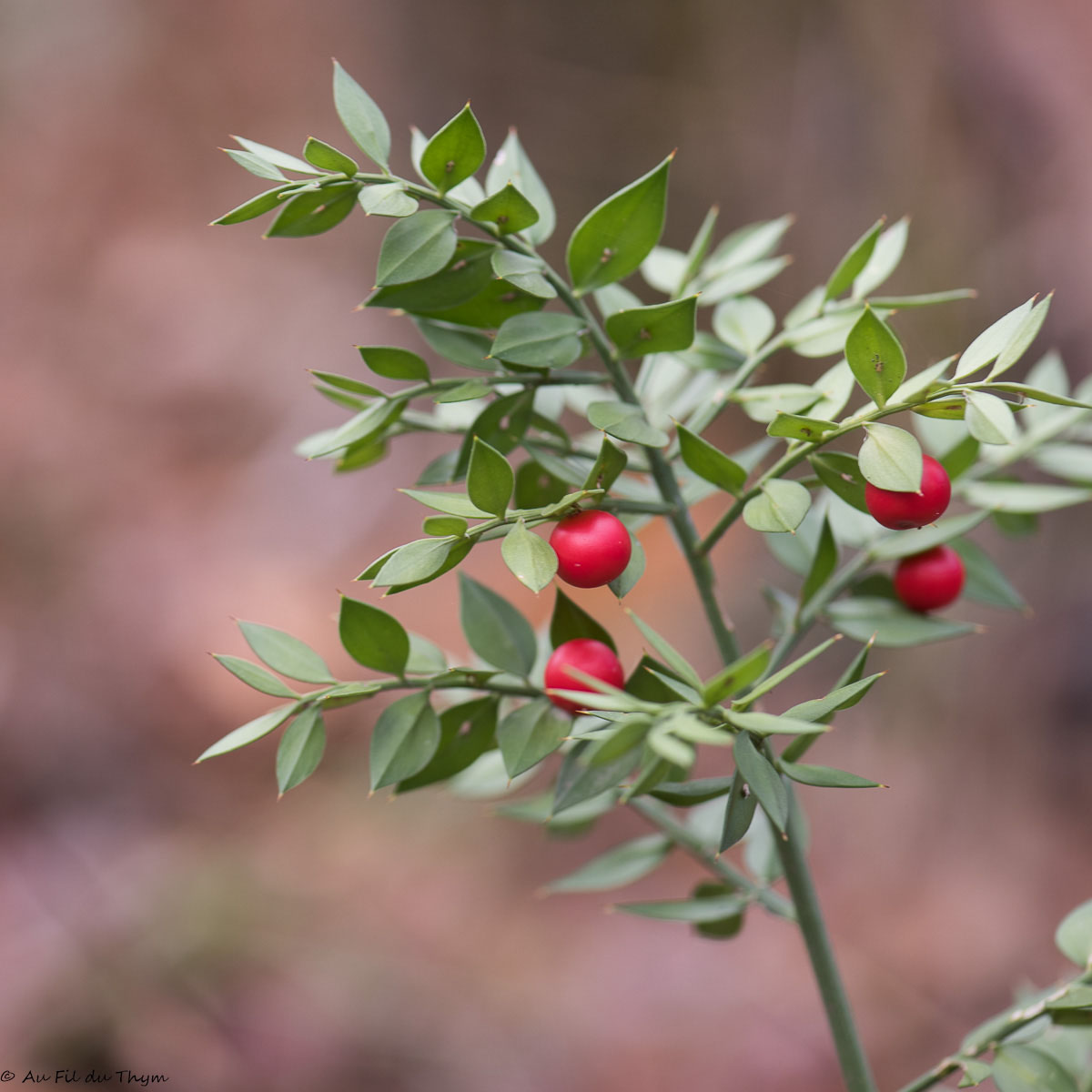 Photographie Plante