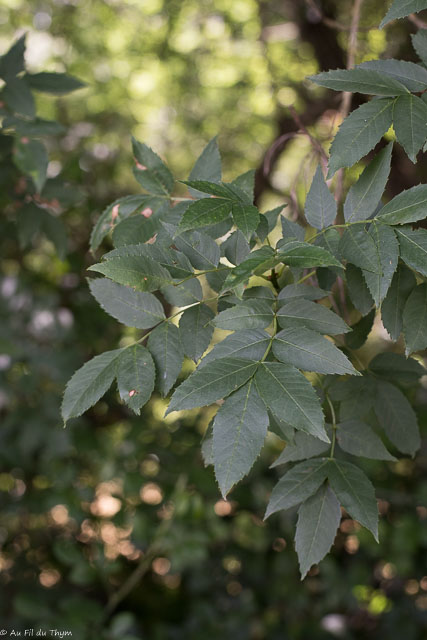 Photographie Plante