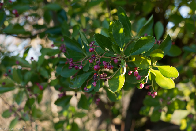 Photographie Plante