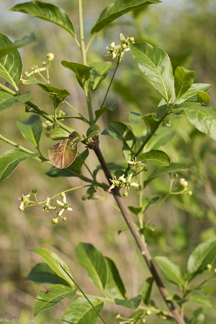 Photographie Plante