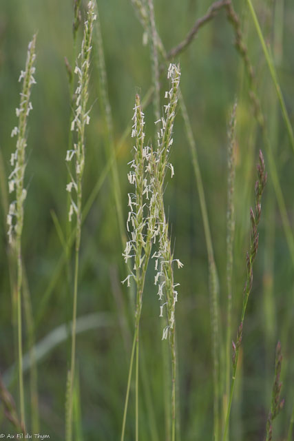 Photographie Plante