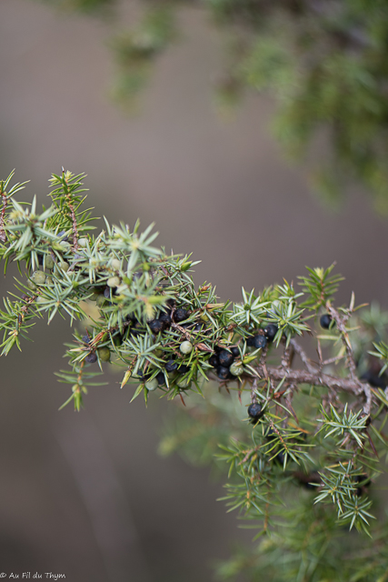 Photographie Plante