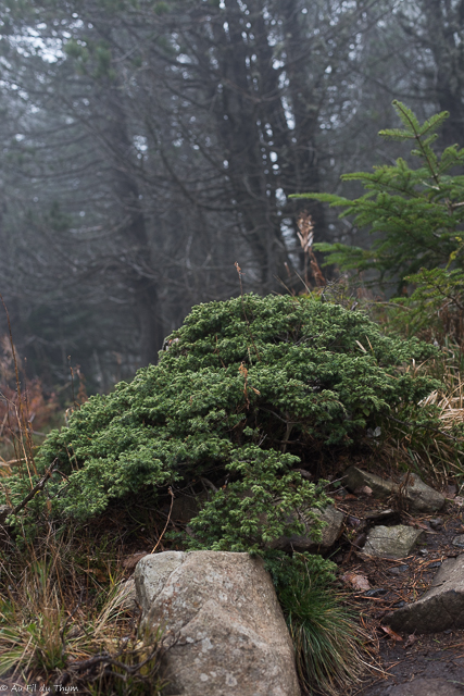 Photographie Plante