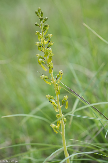 Photographie Plante