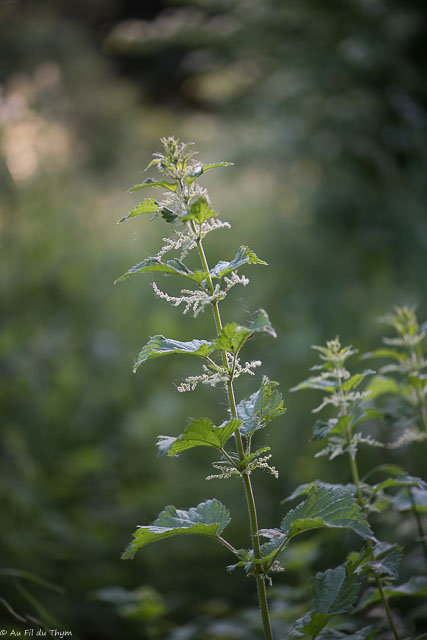 Photographie Plante