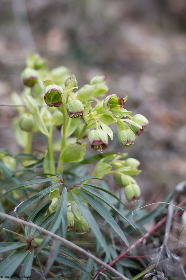 Photographie Plante