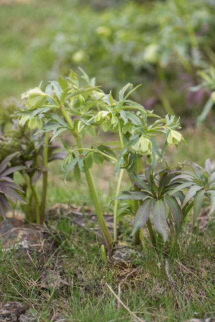 Photographie Plante