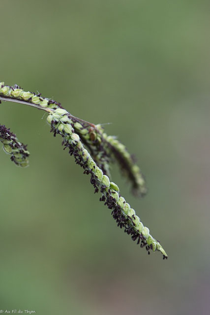 Photographie Plante