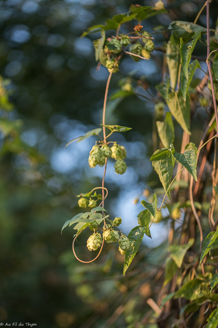 Photographie Plante