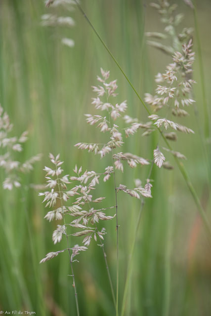 Photographie Plante