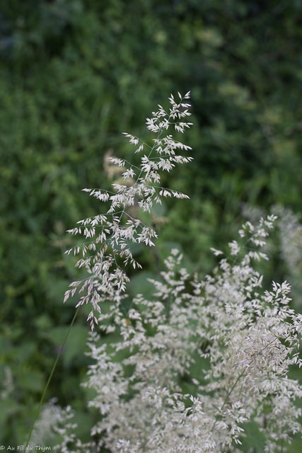 Photographie Plante