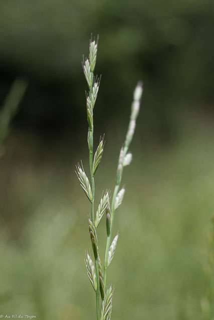 Photographie Plante