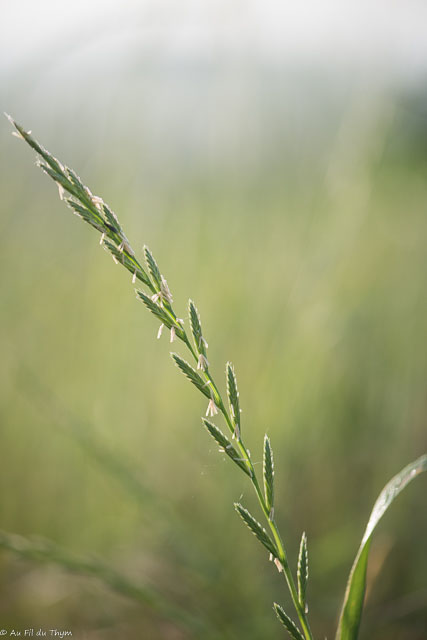 Photographie Plante