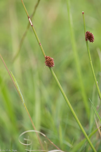 Photographie Plante
