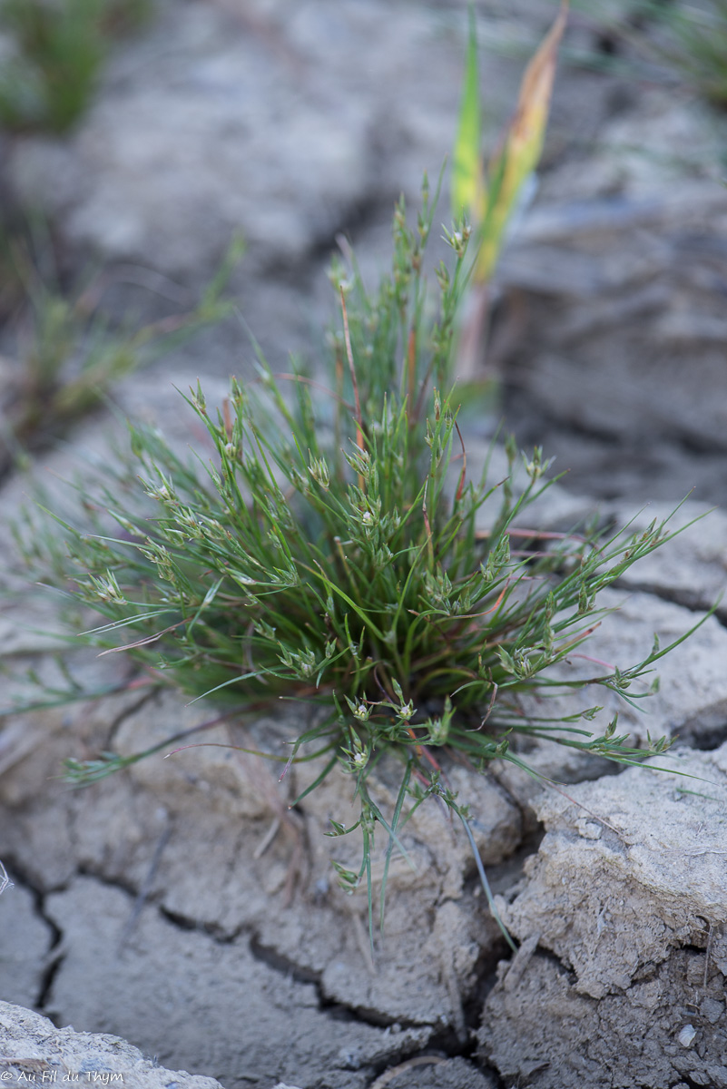 Photographie Plante