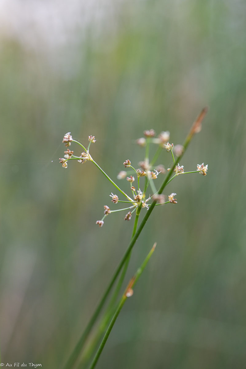 Photographie Plante