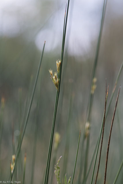 Photographie Plante
