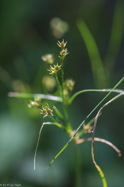 Photographie Plante