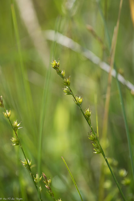 Photographie Plante