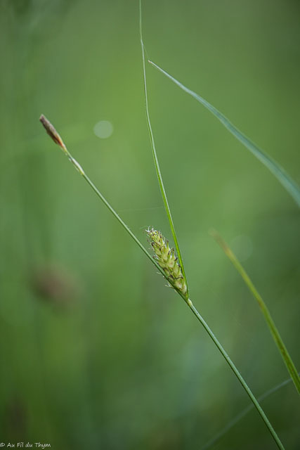 Photographie Plante