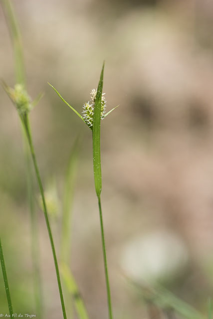 Photographie Plante