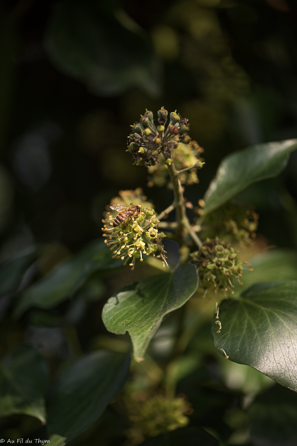 Photographie Plante