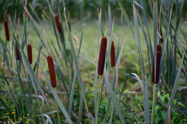Photographie Plante