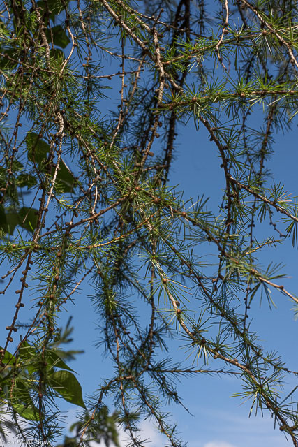 Photographie Plante