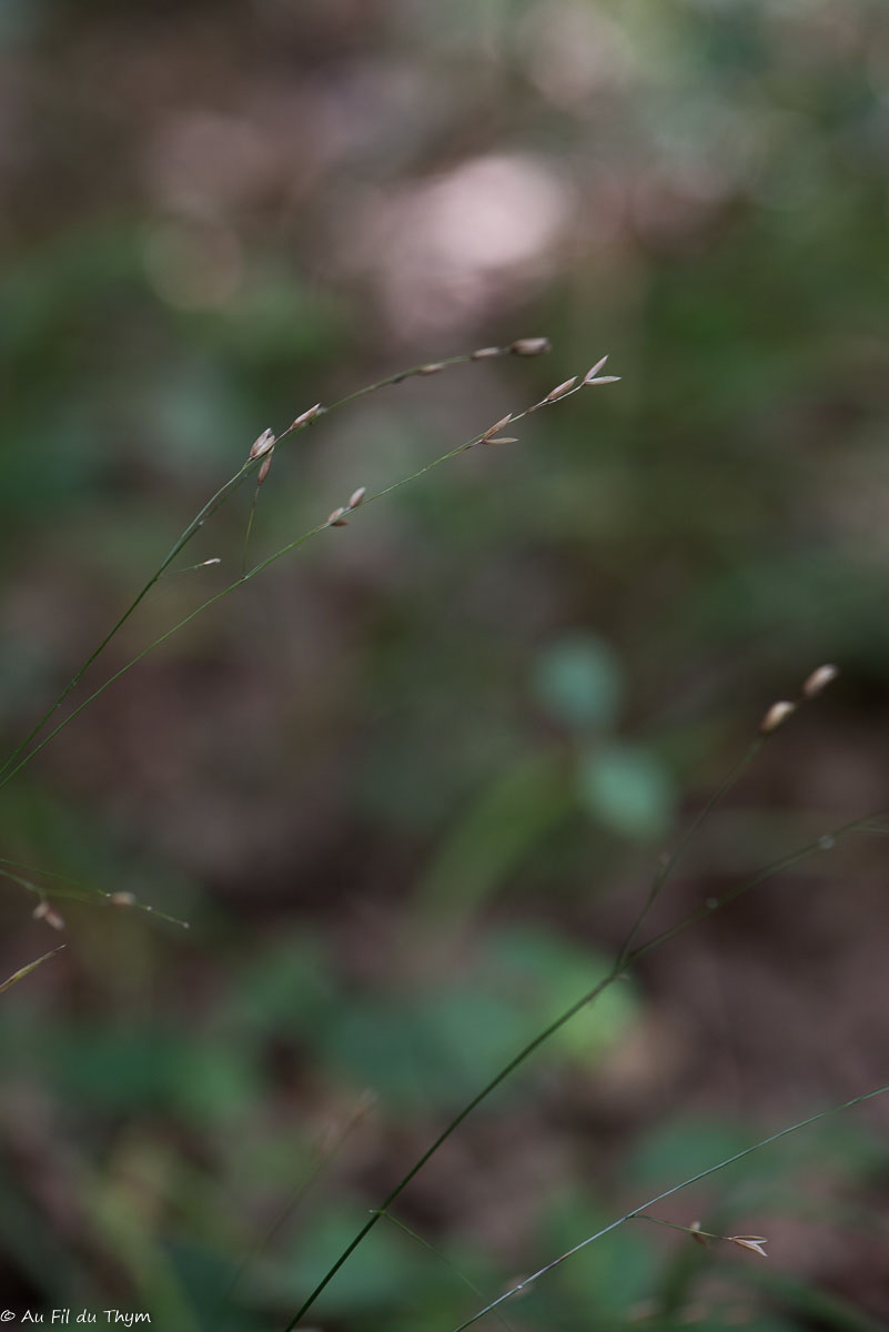 Photographie Plante