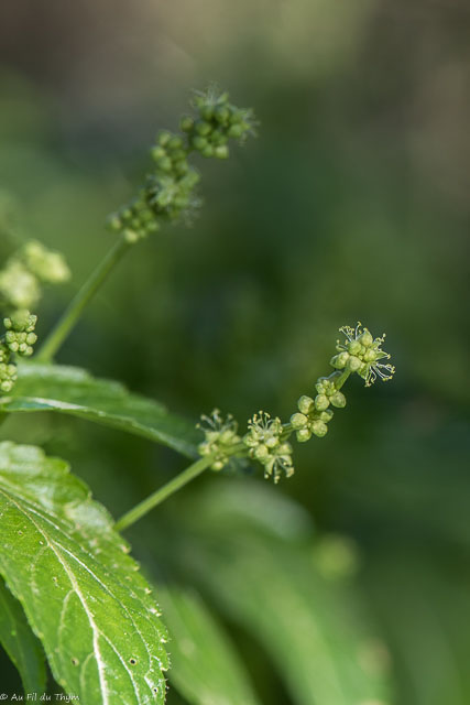 Photographie Plante