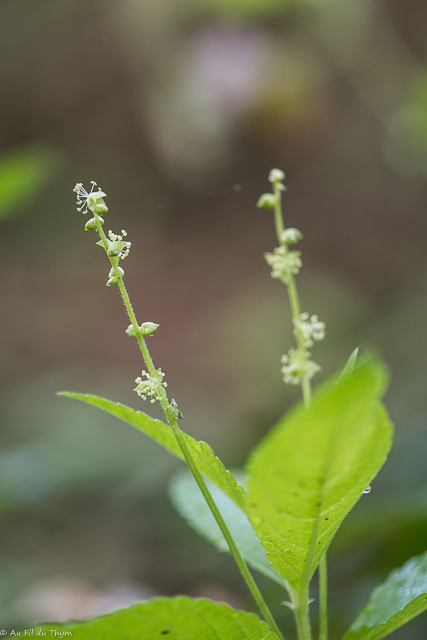 Photographie Plante