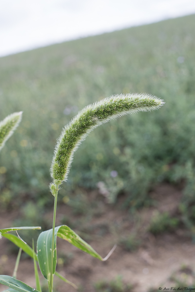 Photographie Plante