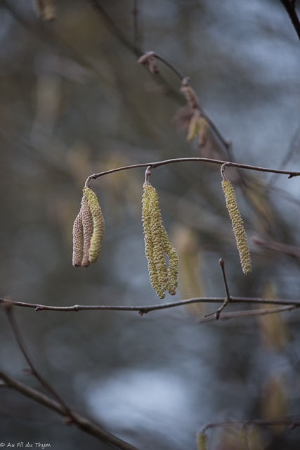 Photographie Plante