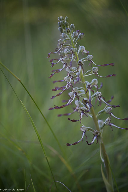 Photographie Plante