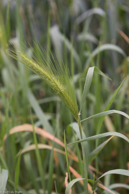 Photographie Plante