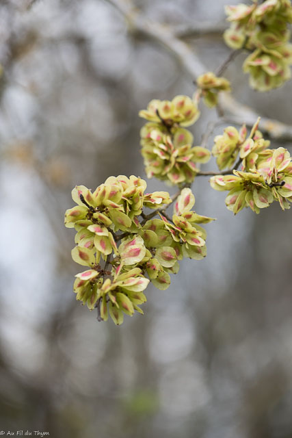Photographie Plante