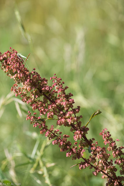 Photographie Plante