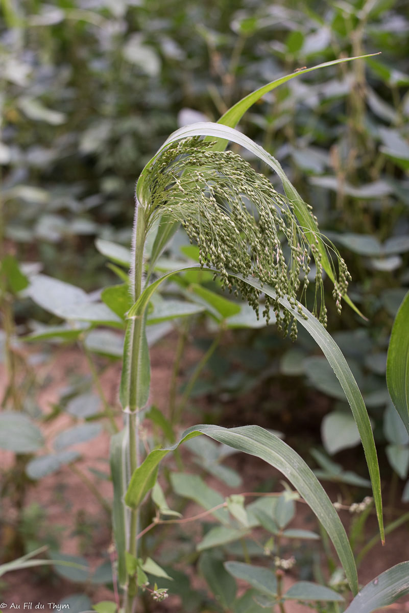 Photographie Plante
