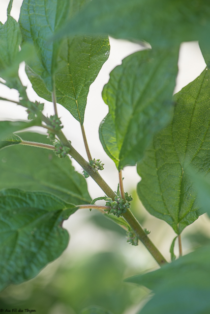 Photographie Plante
