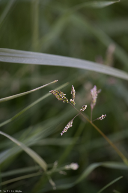 Photographie Plante