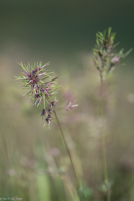 Photographie Plante