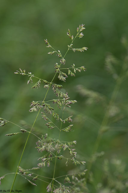 Photographie Plante
