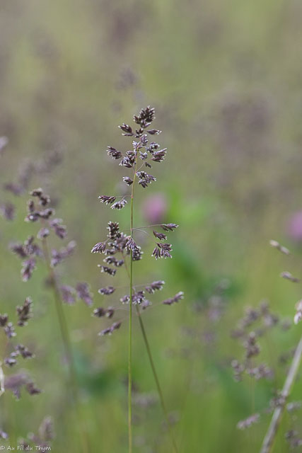 Photographie Plante