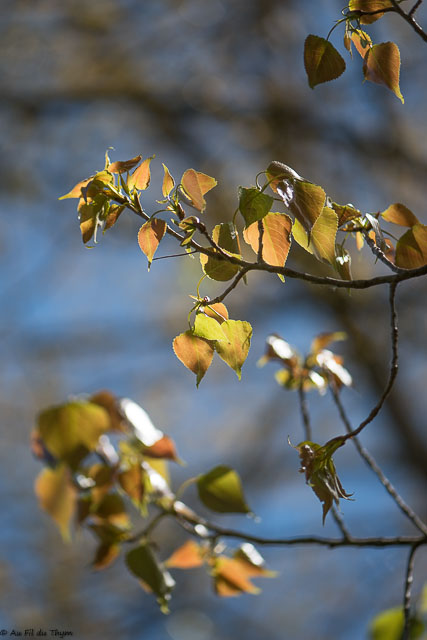 Photographie Plante