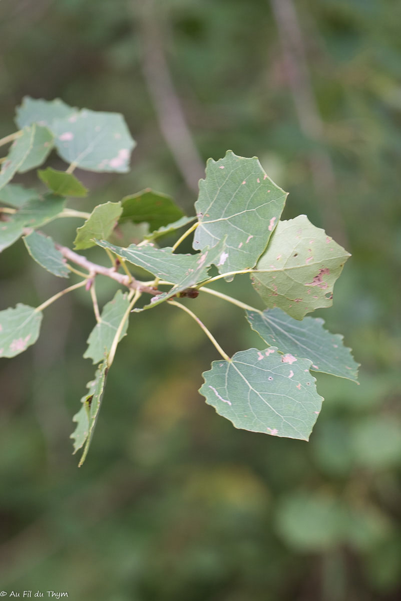 Photographie Plante
